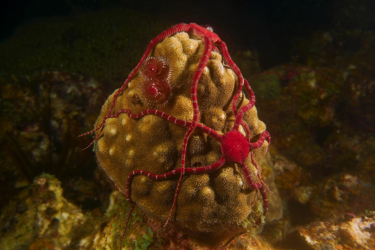 Brittle Stars